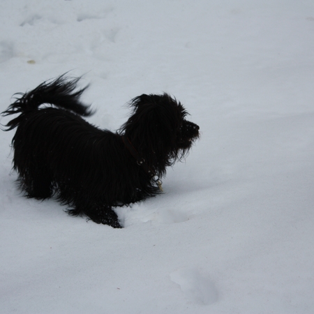 Hundetreffen 2010 im Allgäu (1)